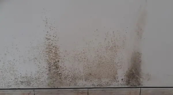 Taches sombres de moisissure sur un mur blanc, signe d'un placo humide.
