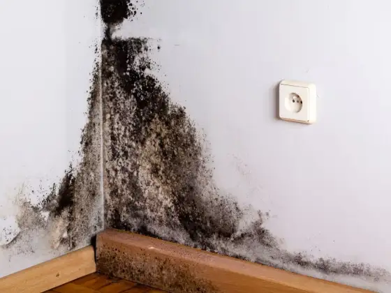 Bois noirci par la moisissure, que faire près d’un mur ?